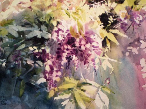 Wisteria