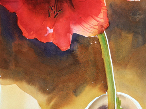 Amaryllis – Popping Out